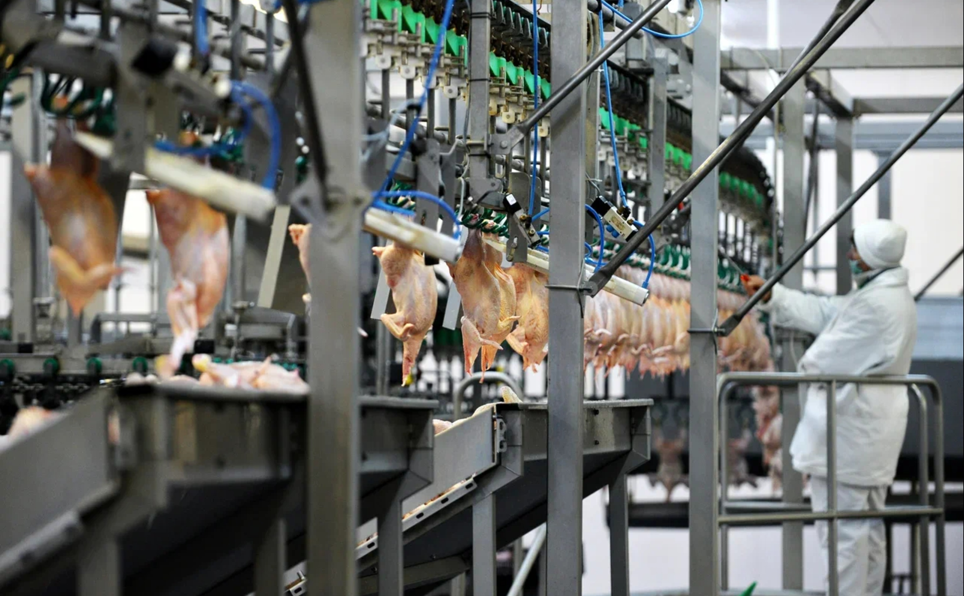 Обзор новостей и событий мясопереработки и животноводства за 47-ю неделю (17–23 ноября 2025 г.)