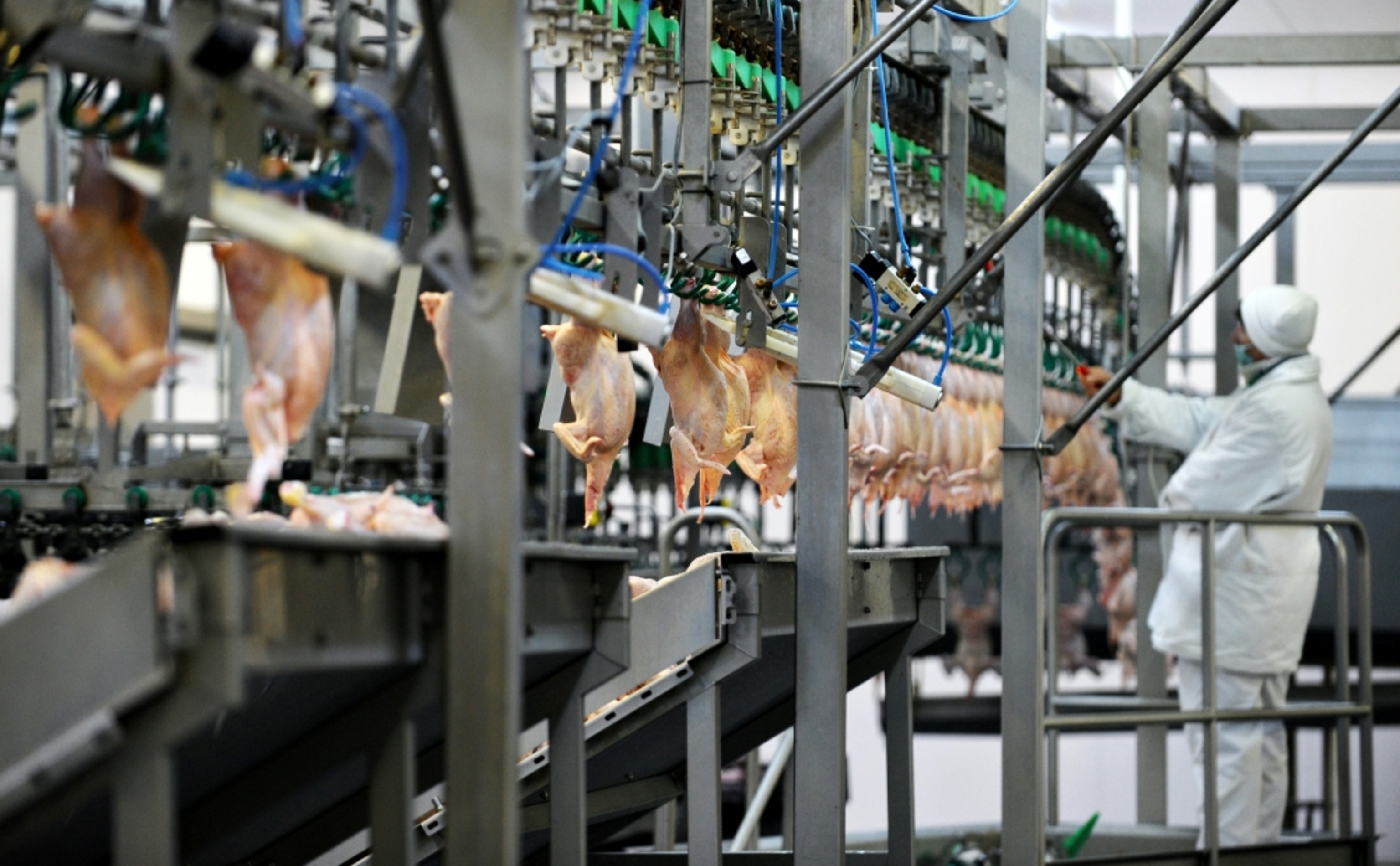 Обзор новостей и событий мясопереработки и животноводства за 3-ю неделю (12–18 января 2026 г.)