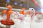 «Агро-Плюс» увеличит мощность производства индейки в 1,5 раза