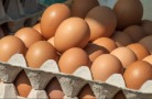 Россия возобновила поставки куриных яиц в Европейский Союз
