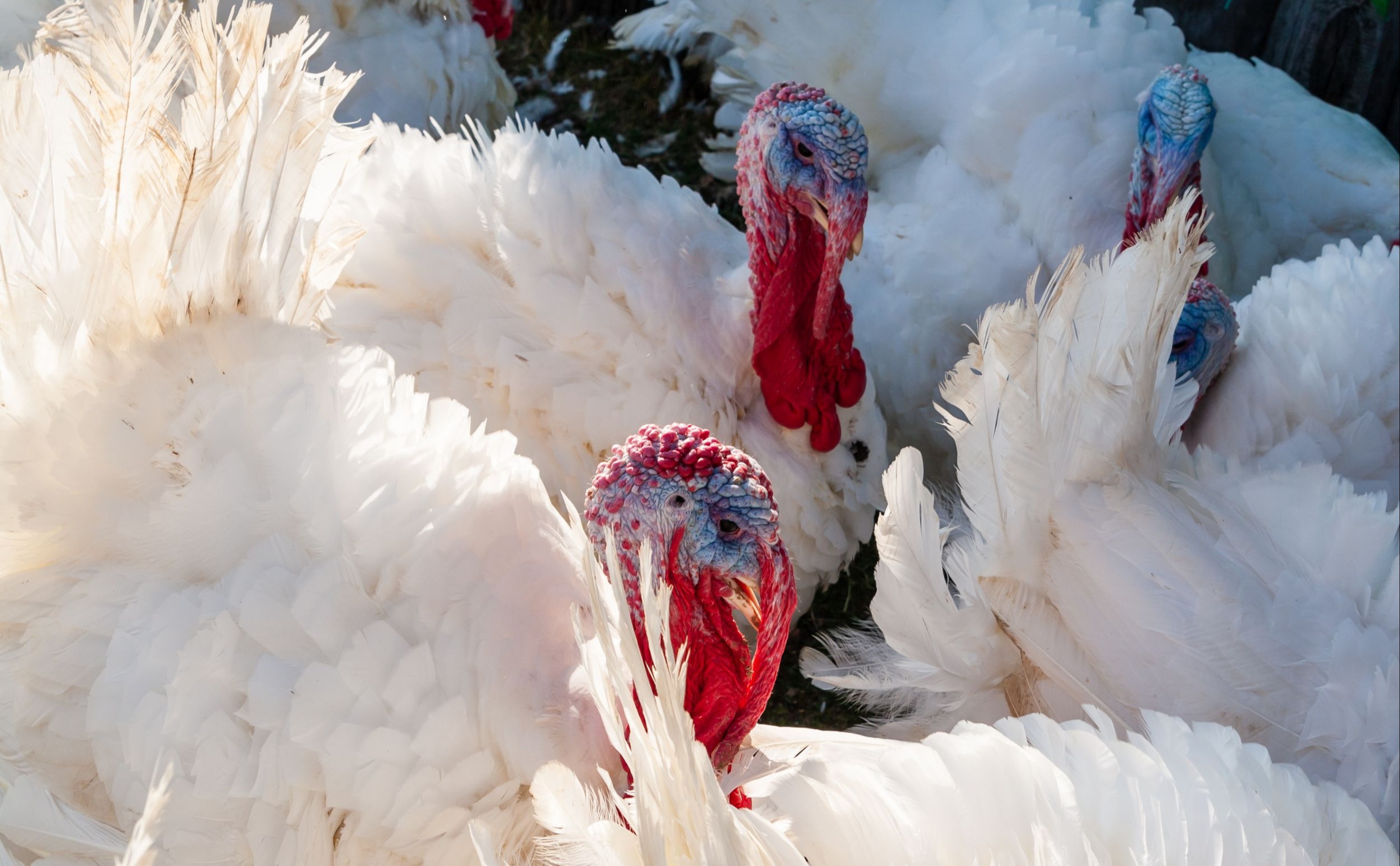 Российское индейководство - 2025: рост продолжается