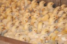 Россельхознадзор не допустил партию суточных цыплят к вывозу в Казахстан