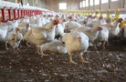 Тюменская область: «Черкизово» инвестирует более ₽7 млрд в бройлерное птицеводство