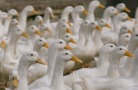 В Можайске начинается капитальное строительство утиной фермы