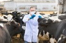 Россельхознадзор обследует крупный рогатый скот на птичий грипп