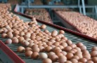 ТАВРОС рассматривает возможность приобретения активов «Саратов-Птицы»
