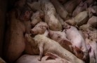 Тюменская область: свинокомплекс «Олимп» ликвидирует поголовье
