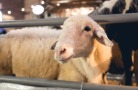 В Калмыкии открылась XXVI российская выставка племенных овец и коз