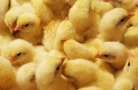 В Мордовию прибыли более 35 тысяч племенных цыплят из Франции