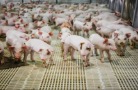 За год общая численность  свиней в Орловской области  увеличилась на 5,3%