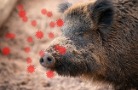 Во ВНИИЗЖ разработан тест для выявления новых вариантов вируса АЧС