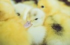 Башкортостан увеличивает поставки живой птицы в Казахстан и Кыргызстан