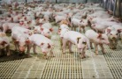 Первая партия племенных свиней отправлена из Башкортостана в Грузию