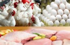 Правительство Сахалинской области ищет инвестора для птицефабрики «Островная»