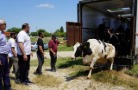 Саратовская область отправила первую партию племенного скота в Дагестан