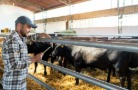 В Башкортостане построят две площадки для откорма абердин-ангусов