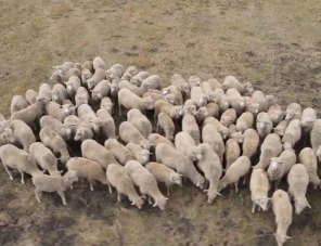 В Кабардино-Балкарии производство мяса овец и коз выросло на 29,6%