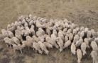 В Кабардино-Балкарии производство мяса овец и коз выросло на 29,6%