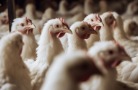 В Краснодарском крае сокращается количество птицеводческих ферм