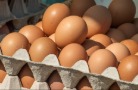 В России оптовые цены на куриные яйца обвалились ниже себестоимости
