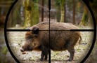 В Тамбовской области объявлена охота на диких кабанов для профилактики африканской чумы свиней