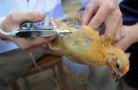 За пять месяцев в Саратовской области вакцинировано 17 млн голов птицы