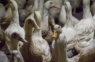 Челябинская область: СоюзПромПтица восстановит утиную ферму