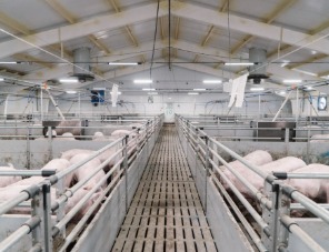 Группа компаний АГРОЭКО увеличила производство свиней на 10%