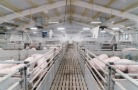 Группа компаний АГРОЭКО увеличила производство свиней на 10%