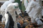 Из-за вспышки птичьего гриппа в Непале уничтожено около 650 тысяч кур