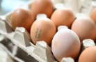 Мышкинская птицефабрика планирует увеличить производство яиц в 2,5 раза