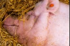 Очаг африканской чумы свиней выявлен во Владимирской области