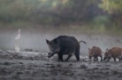 Первый случай африканской чумы свиней выявлен в Финляндии