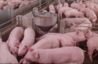 Поголовье свиней в Калининградской области увеличилось на 5,5%