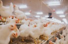 Птица становится основным продуктом оренбургского животноводства