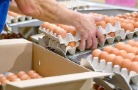 Птицефабрика «Синявинская» подсчитывает ущерб от циклона «Бернадетт»