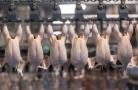 Птицефабрики Ленинградской области сокращают производство бройлеров