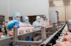 Разбор «Мясного Эксперта»: платформенная занятость переписала борьбу за рабочего в мясопереработке