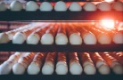 Россельхознадзор отменил запрет на ввоз яиц для 10 предприятий США