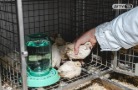 В ДГТУ выводят новый породный тип перепелов «Донской»