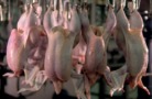 В январе–мае производство мяса птицы в России сократилось на 2,1%