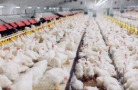 В июне производство птицы на убой сократилось на 5,8% год к году