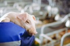В Омской области увеличивается объем производства свинины
