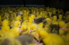 В Хабаровский край прибыло 400 суточных гусят из Башкортостана