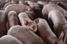 За пять лет поголовье свиней в Оренбургской области сократилось на 49%