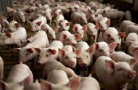 За пять месяцев Россия увеличила выручку от экспорта свиней на 39%