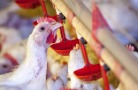 Росгосстрах компенсировал потери от пожара птицефабрике «Равис»