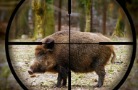 В Нижегородской области выявлен второй очаг африканской чумы свиней