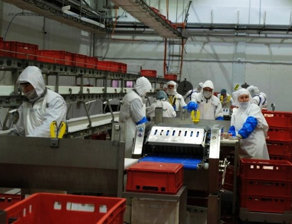 Красноярский свинокомплекс «Сибагро» за полгода увеличил выработку на 13,6%
