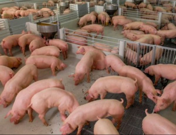 Ульяновская область: компания «Энвол» готовит к запуску свиноводческий комплекс
